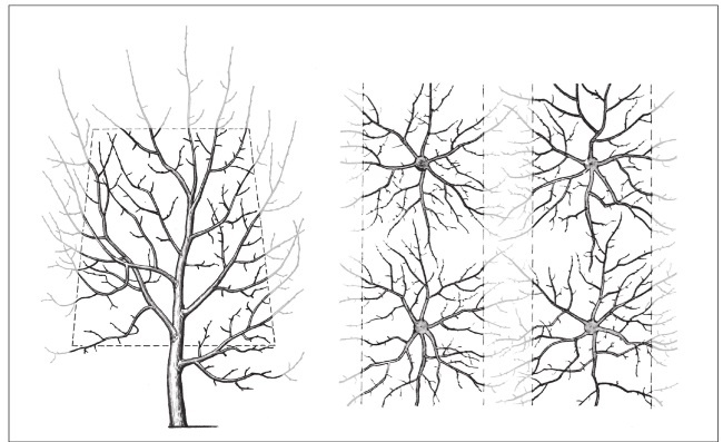 Иллюстрация к книге — Формирование и обрезка садовых деревьев [i_252.jpg]