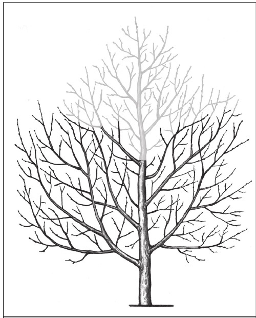 Иллюстрация к книге — Формирование и обрезка садовых деревьев [i_253.jpg]