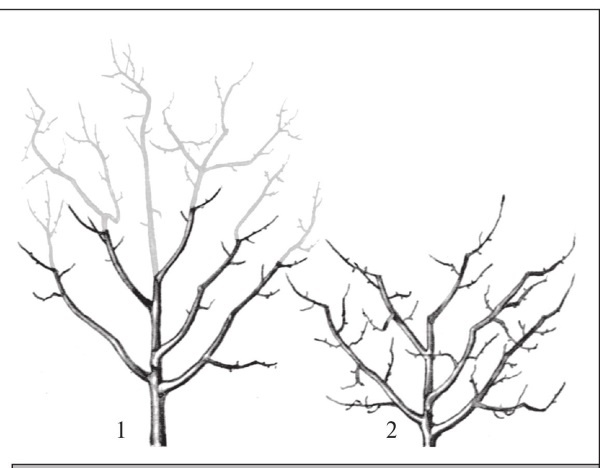 Иллюстрация к книге — Формирование и обрезка садовых деревьев [i_257.jpg]