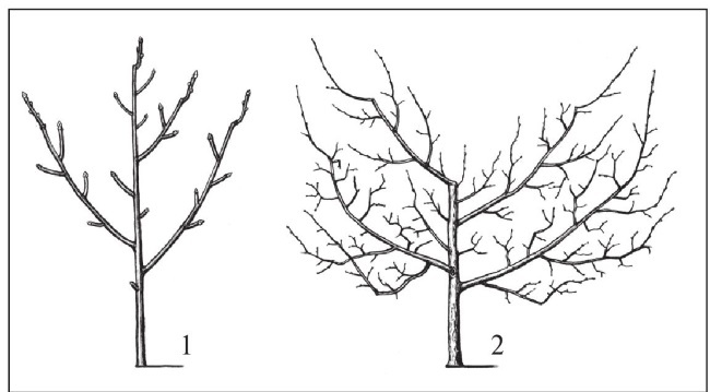 Иллюстрация к книге — Формирование и обрезка садовых деревьев [i_259.jpg]