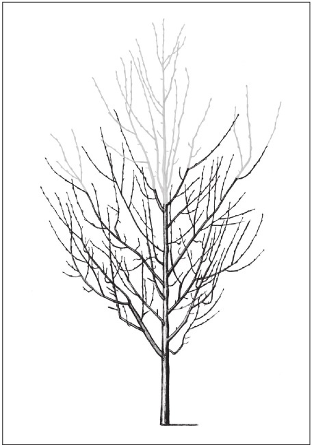 Иллюстрация к книге — Формирование и обрезка садовых деревьев [i_262.jpg]