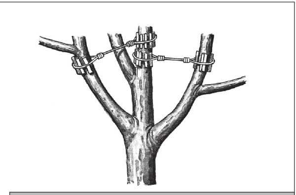 Иллюстрация к книге — Формирование и обрезка садовых деревьев [i_266.jpg]