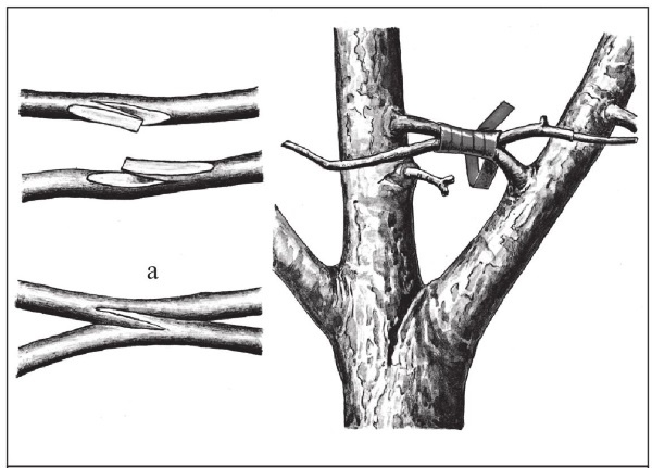 Иллюстрация к книге — Формирование и обрезка садовых деревьев [i_270.jpg]
