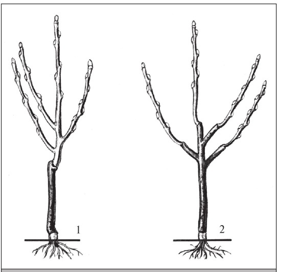 Иллюстрация к книге — Формирование и обрезка садовых деревьев [i_271.jpg]