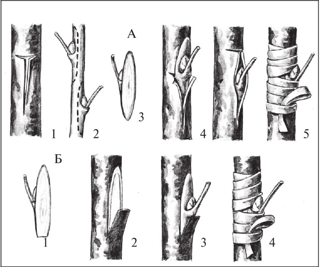 Иллюстрация к книге — Формирование и обрезка садовых деревьев [i_278.jpg]