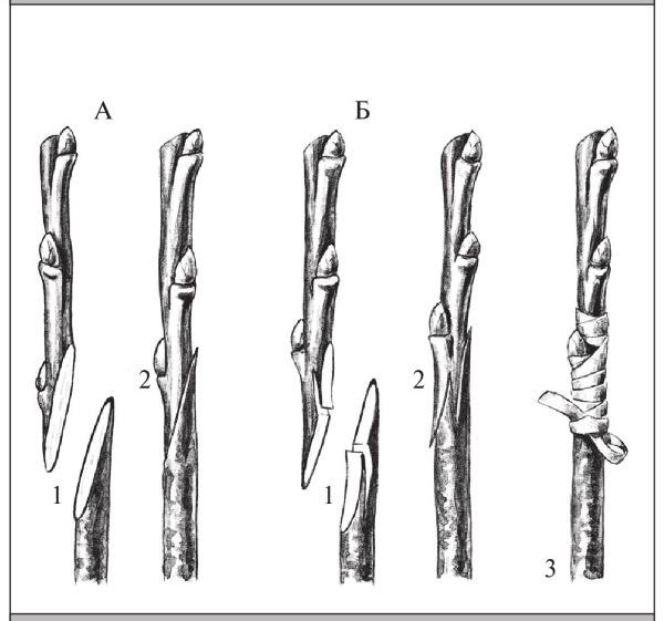 Иллюстрация к книге — Формирование и обрезка садовых деревьев [i_280.jpg]