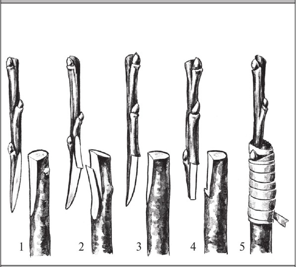 Иллюстрация к книге — Формирование и обрезка садовых деревьев [i_281.jpg]