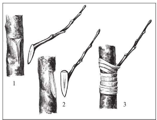Иллюстрация к книге — Формирование и обрезка садовых деревьев [i_282.jpg]