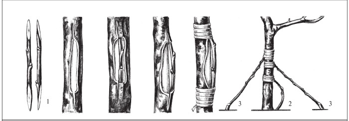 Иллюстрация к книге — Формирование и обрезка садовых деревьев [i_285.jpg]