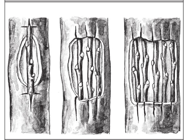 Иллюстрация к книге — Формирование и обрезка садовых деревьев [i_287.jpg]