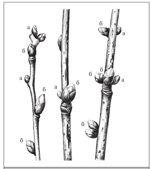 Иллюстрация к книге — Формирование и обрезка садовых деревьев [i_290.jpg]