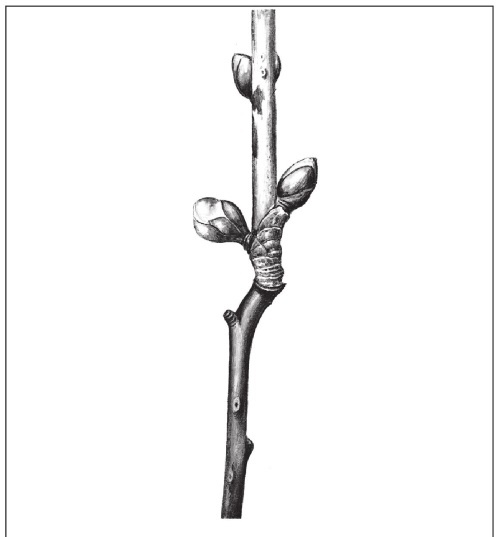 Иллюстрация к книге — Формирование и обрезка садовых деревьев [i_291.jpg]