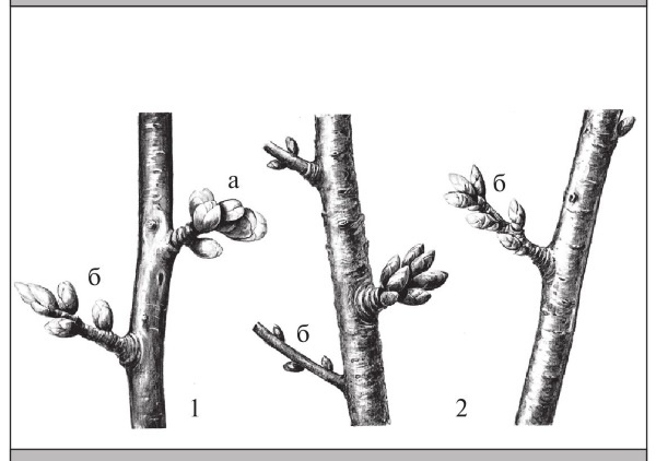 Иллюстрация к книге — Формирование и обрезка садовых деревьев [i_292.jpg]