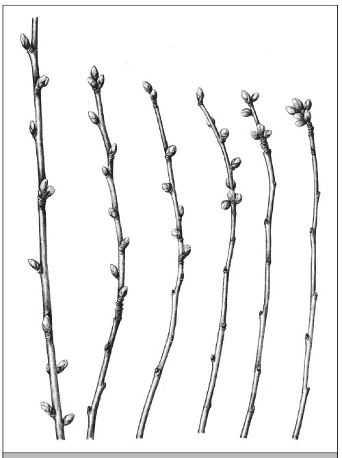 Иллюстрация к книге — Формирование и обрезка садовых деревьев [i_293.jpg]