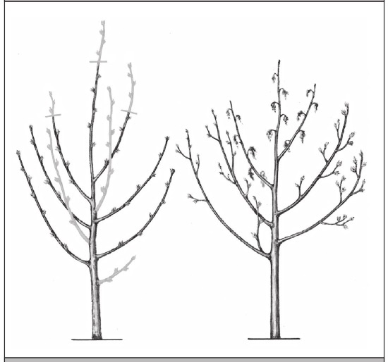 Иллюстрация к книге — Формирование и обрезка садовых деревьев [i_296.jpg]