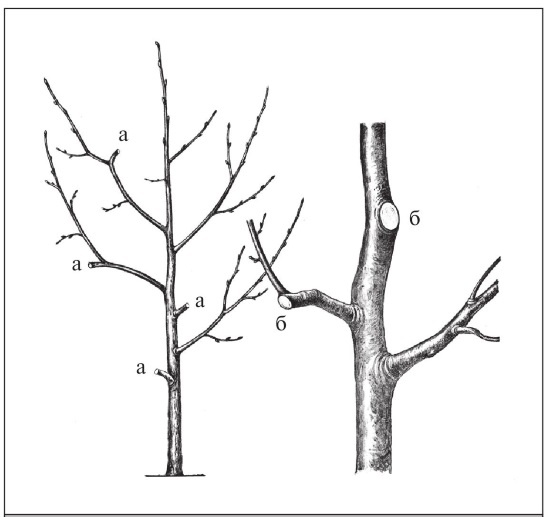 Иллюстрация к книге — Формирование и обрезка садовых деревьев [i_297.jpg]