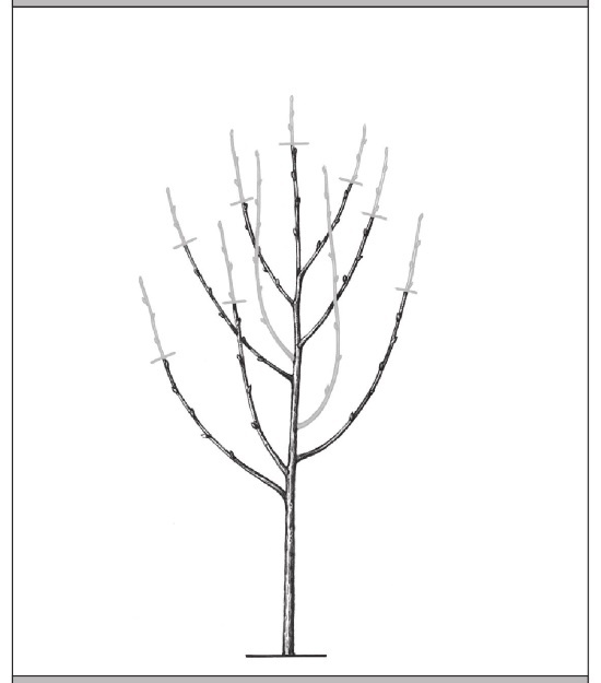 Иллюстрация к книге — Формирование и обрезка садовых деревьев [i_298.jpg]