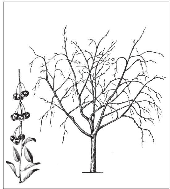 Иллюстрация к книге — Формирование и обрезка садовых деревьев [i_299.jpg]