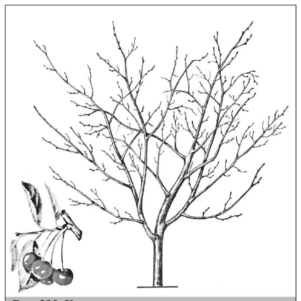 Иллюстрация к книге — Формирование и обрезка садовых деревьев [i_300.jpg]