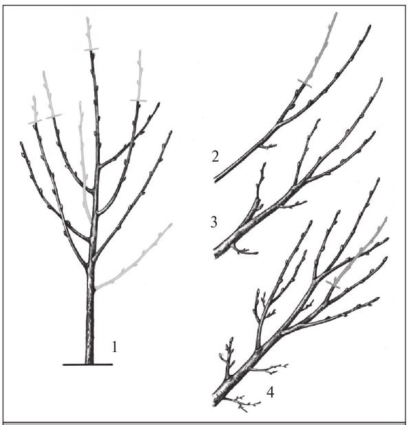 Иллюстрация к книге — Формирование и обрезка садовых деревьев [i_301.jpg]