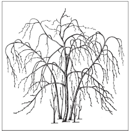 Иллюстрация к книге — Формирование и обрезка садовых деревьев [i_302.jpg]