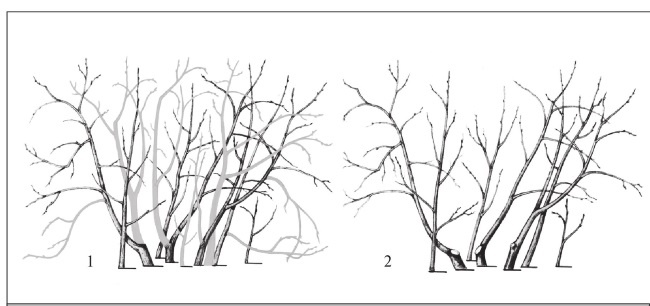 Иллюстрация к книге — Формирование и обрезка садовых деревьев [i_303.jpg]