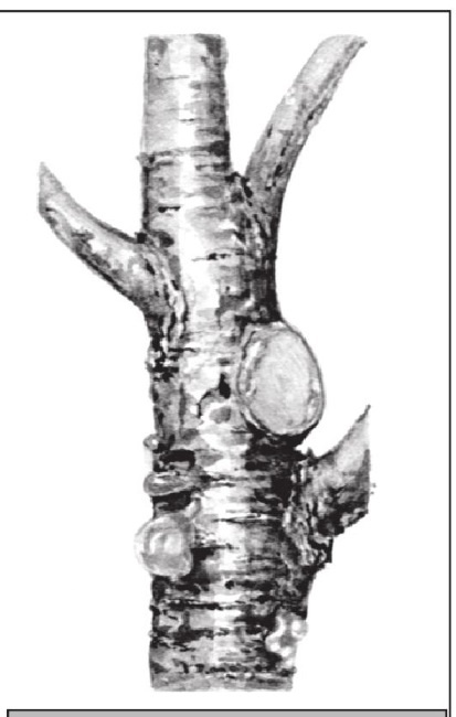 Иллюстрация к книге — Формирование и обрезка садовых деревьев [i_304.jpg]