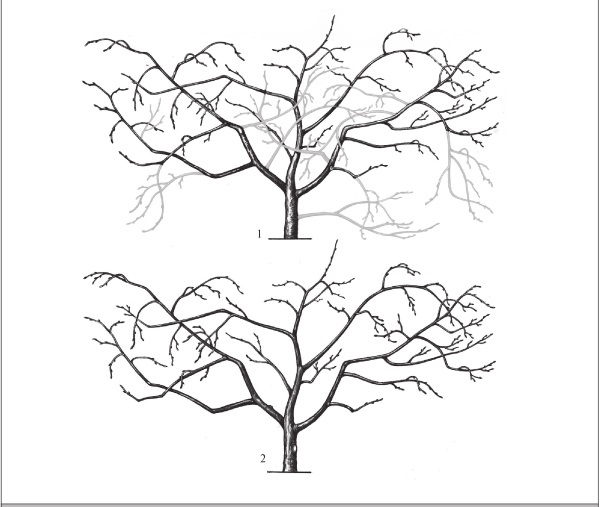 Иллюстрация к книге — Формирование и обрезка садовых деревьев [i_305.jpg]