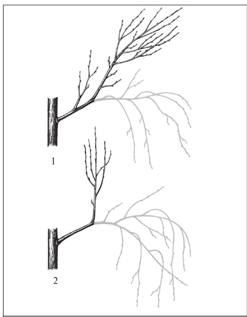 Иллюстрация к книге — Формирование и обрезка садовых деревьев [i_306.jpg]