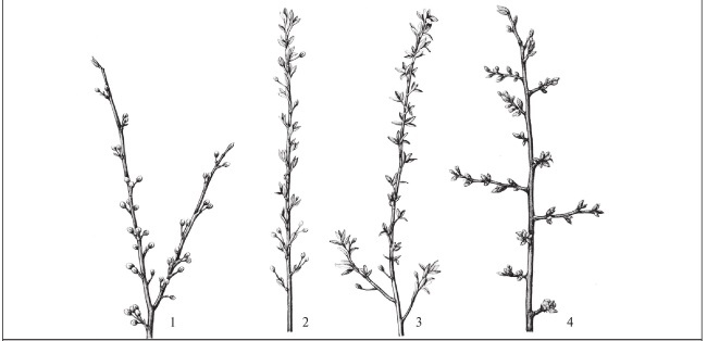 Иллюстрация к книге — Формирование и обрезка садовых деревьев [i_308.jpg]