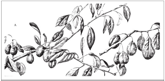 Иллюстрация к книге — Формирование и обрезка садовых деревьев [i_309.jpg]