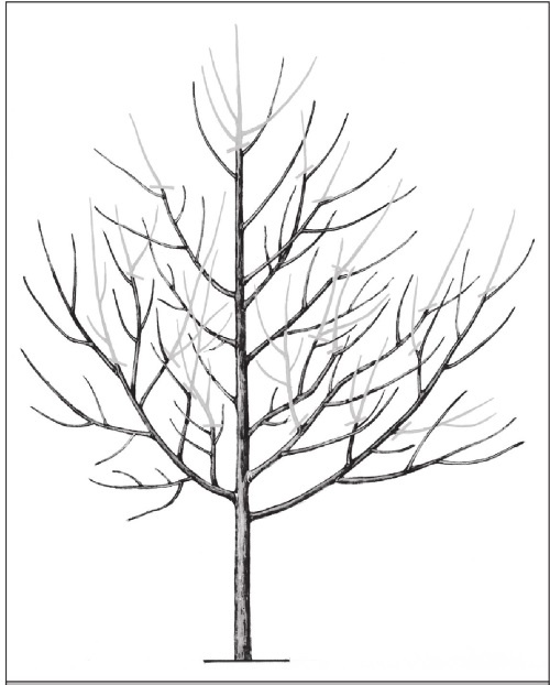 Иллюстрация к книге — Формирование и обрезка садовых деревьев [i_314.jpg]