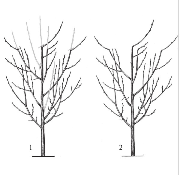 Иллюстрация к книге — Формирование и обрезка садовых деревьев [i_320.jpg]