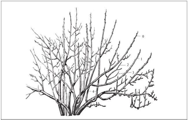 Иллюстрация к книге — Формирование и обрезка садовых деревьев [i_322.jpg]