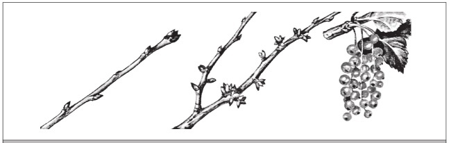 Иллюстрация к книге — Формирование и обрезка садовых деревьев [i_332.jpg]