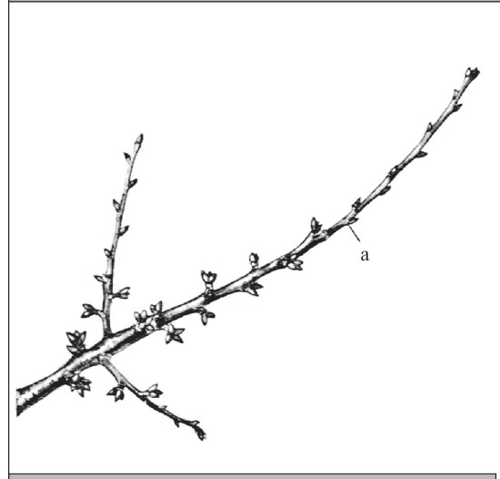 Иллюстрация к книге — Формирование и обрезка садовых деревьев [i_333.jpg]