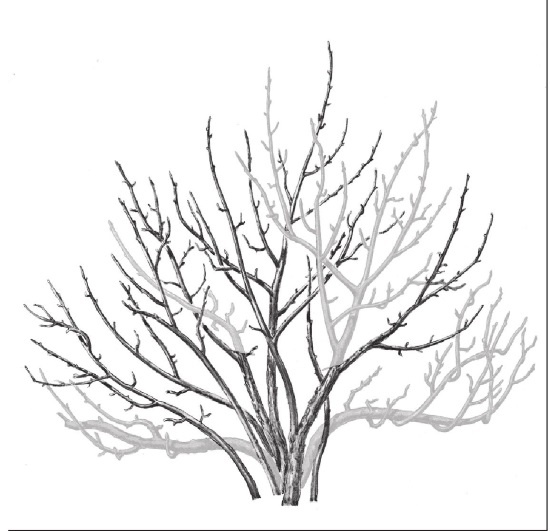 Иллюстрация к книге — Формирование и обрезка садовых деревьев [i_334.jpg]