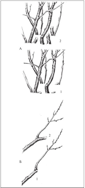 Иллюстрация к книге — Формирование и обрезка садовых деревьев [i_335.jpg]