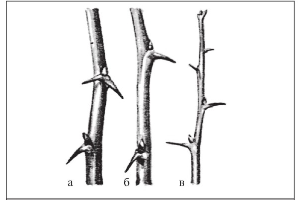 Иллюстрация к книге — Формирование и обрезка садовых деревьев [i_336.jpg]
