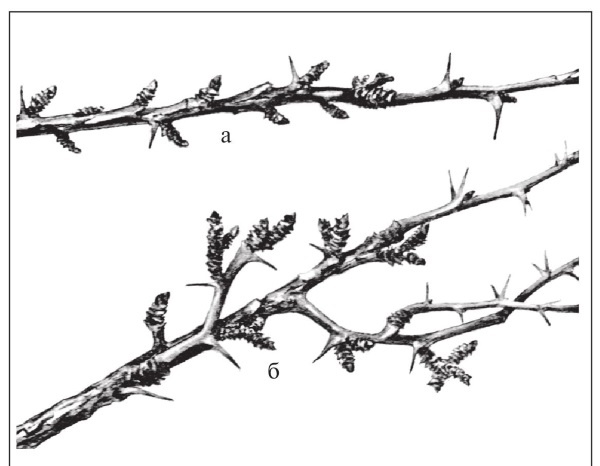 Иллюстрация к книге — Формирование и обрезка садовых деревьев [i_337.jpg]