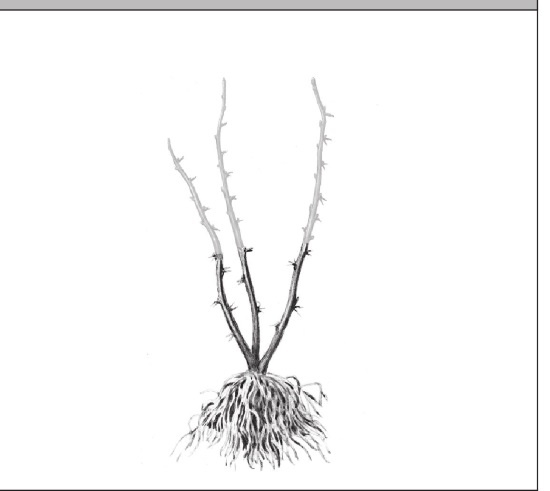 Иллюстрация к книге — Формирование и обрезка садовых деревьев [i_338.jpg]