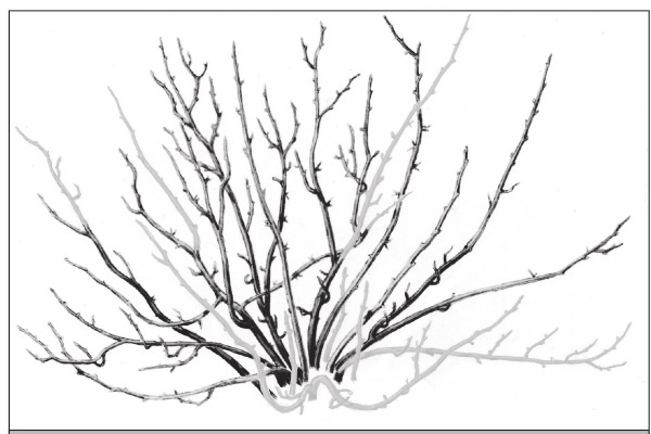 Иллюстрация к книге — Формирование и обрезка садовых деревьев [i_340.jpg]