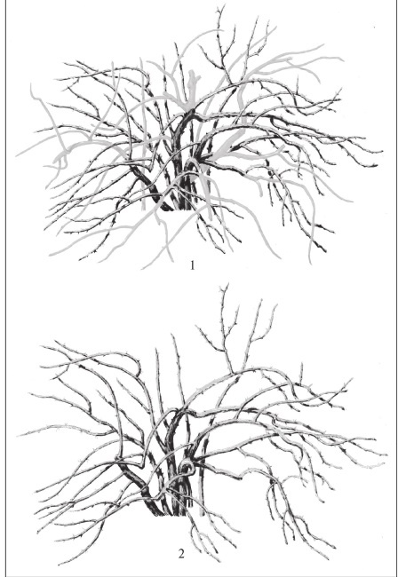 Иллюстрация к книге — Формирование и обрезка садовых деревьев [i_341.jpg]