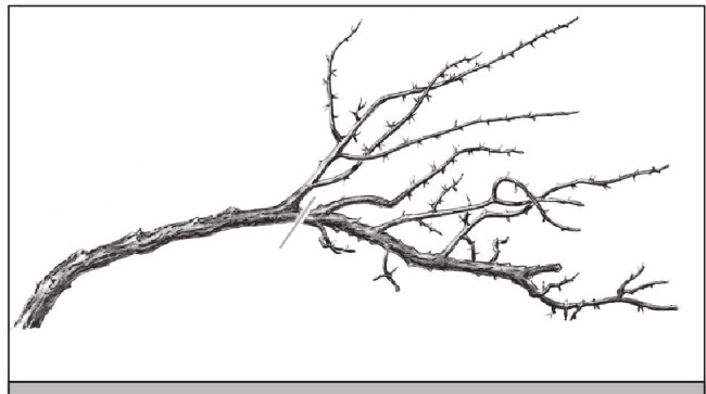 Иллюстрация к книге — Формирование и обрезка садовых деревьев [i_342.jpg]