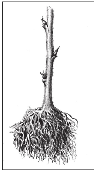 Иллюстрация к книге — Формирование и обрезка садовых деревьев [i_345.jpg]