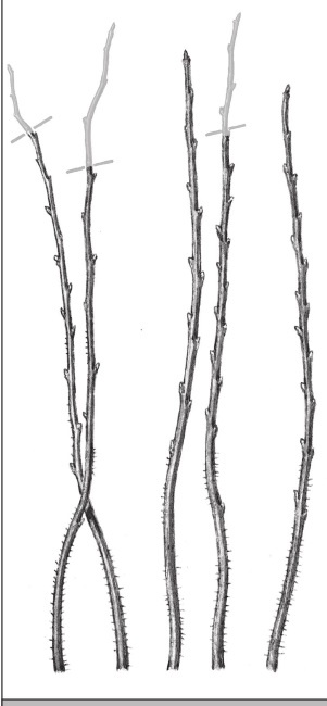 Иллюстрация к книге — Формирование и обрезка садовых деревьев [i_347.jpg]