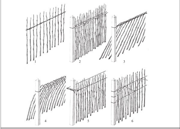 Иллюстрация к книге — Формирование и обрезка садовых деревьев [i_351.jpg]