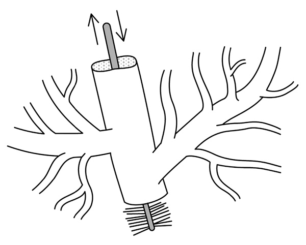 Иллюстрация к книге — Мифы и заблуждения о сердце и сосудах [i_009.jpg]