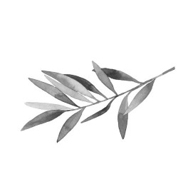 Иллюстрация к книге — Bella Figura, или Итальянская философия счастья. Как я переехала в Италию, ощутила вкус жизни и влюбилась [i_001.jpg]