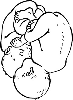 Иллюстрация к книге — Мать и дитя. Энциклопедия счастливого материнства от зачатия до первых шагов [_101.jpg]